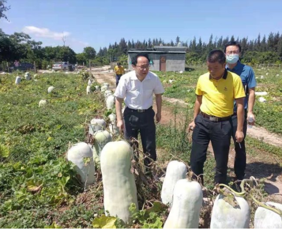 省供銷社黨委書記、理事會主任雷雨幫助農戶銷售冬瓜